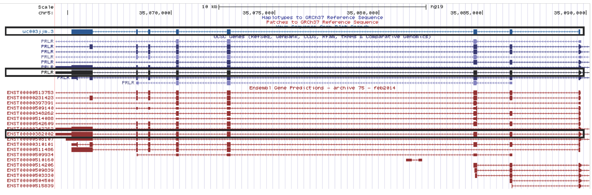 uc003jjm.3 matches ENST00000382002